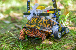 La silla de ruedas permite que la tortuga lleve una vida normal mientras se recupera.